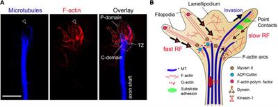 With the Permission of Microtubules: An Updated Overview on Microtubule Function During Axon Pathfinding